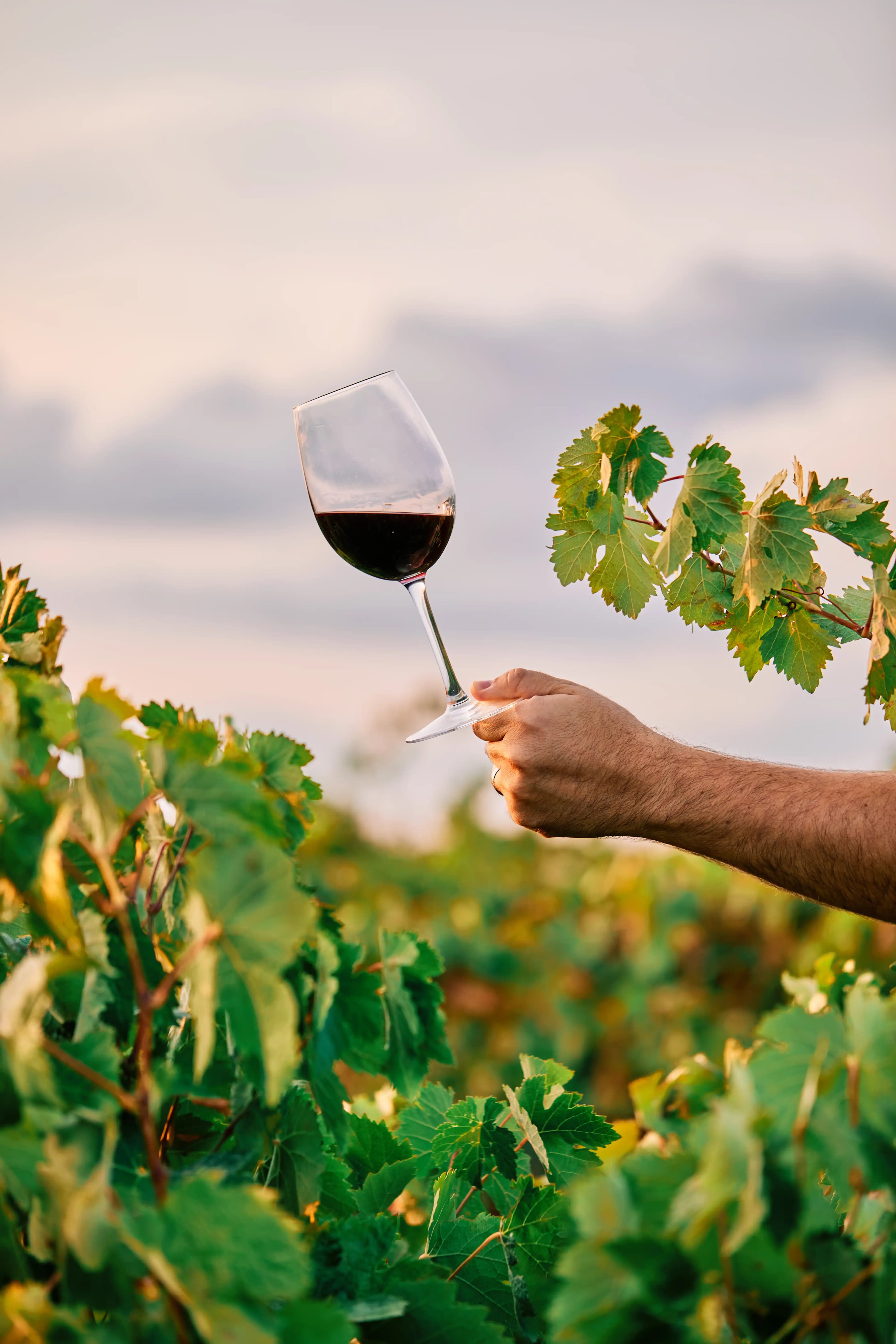 Donde el vino se lee como un libro